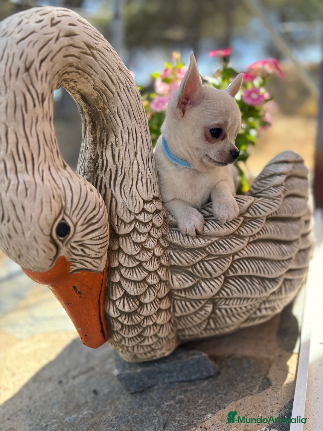 Chihuahua perros en venta: Chihuahua blanco cabeza manzana  - Imagen 3
