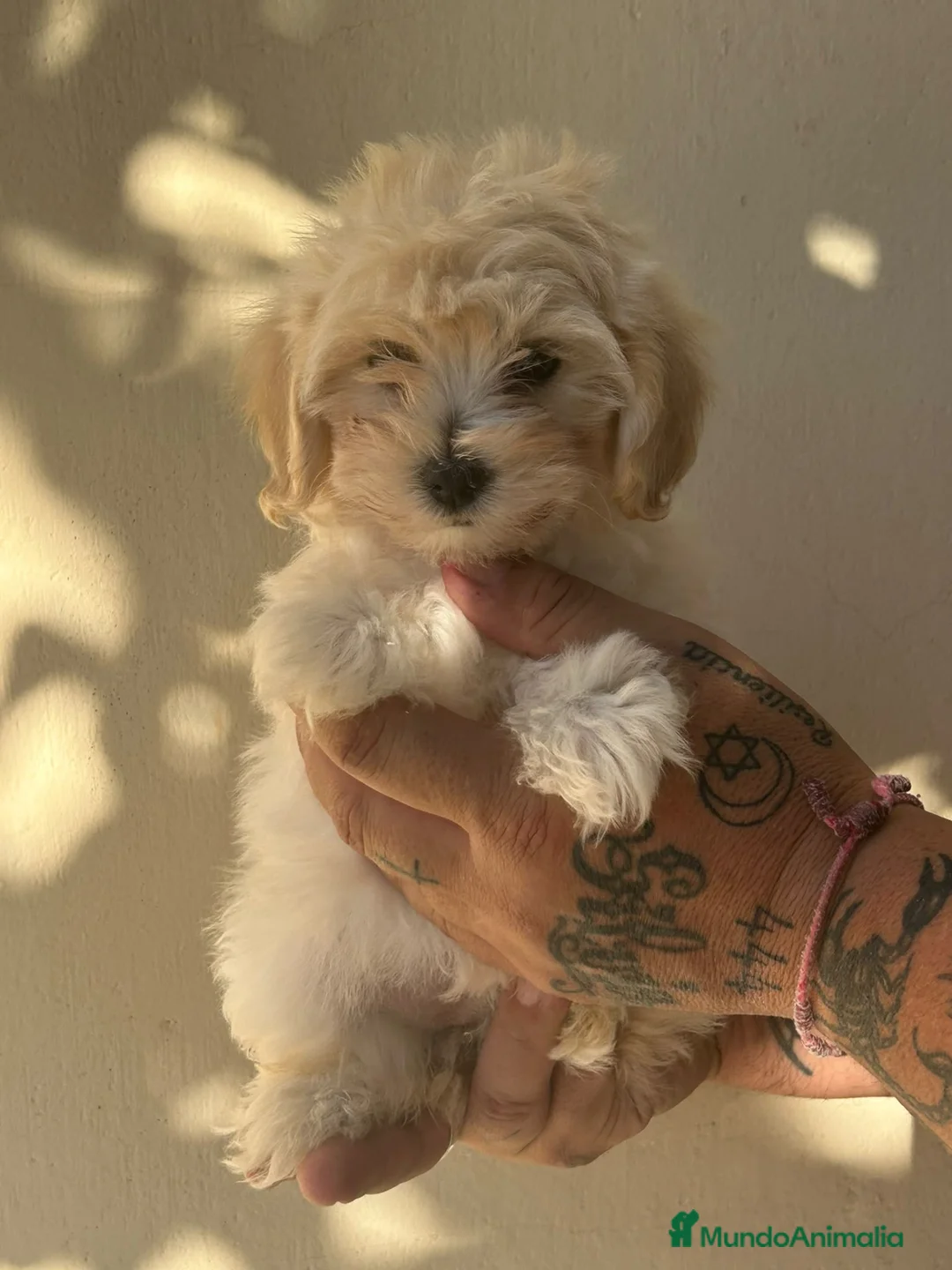 Maltipoo perros en venta: Matipoo - Anuncio 1