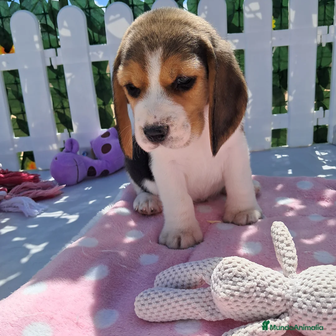 Beagle perros en venta: Bebés Beagles (machos) - Anuncio 5