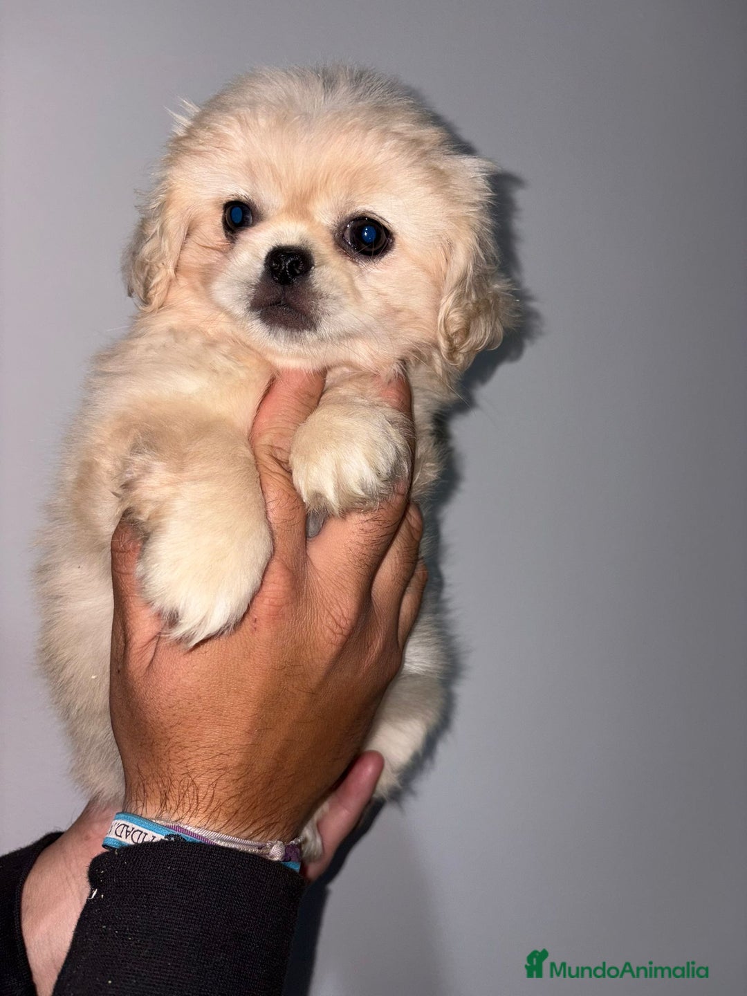 Pekinés perros en venta: Cachorros de pekines  - Anuncio 3