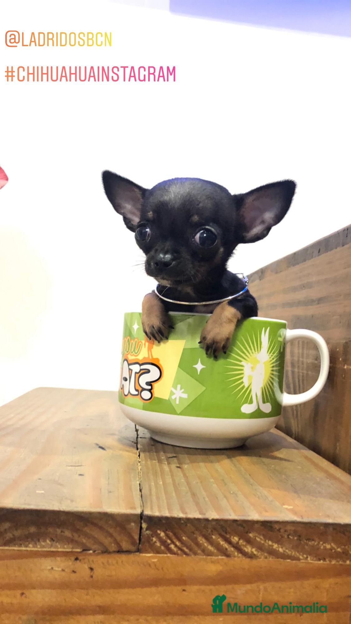 Chihuahua perros Chihuahua súper toy - Anuncio 1