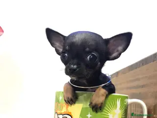 Chihuahua perros Chihuahua súper toy - Anuncio 1