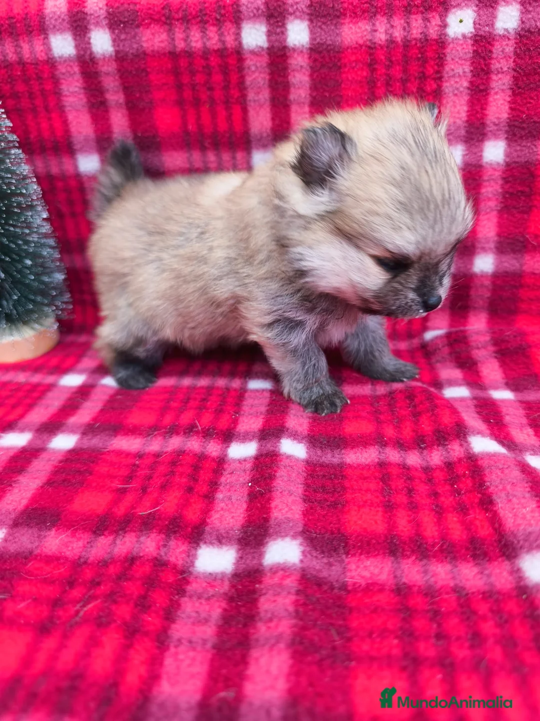 Pomerania perros en venta: Pomeraria hembra  - Anuncio 2