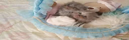 Persa gatos en venta: Gatitos persa himalayo  - Anuncio 13