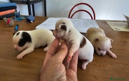 Chihuahua perros en venta: Espectaculares chihuahuas  - Imagen 3