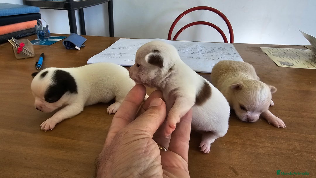 Chihuahua perros en venta: Espectaculares chihuahuas  - Imagen 3