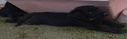 Schnauzer Gigante perros en venta: SchnauzerGiganteNegro - Anuncio 4