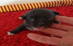Chihuahua perros en venta: Cachorros chihuahua cabeza de manzana - Imagen 5