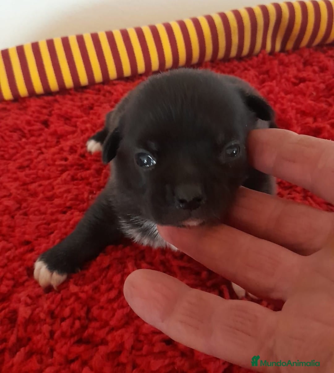 Chihuahua perros en venta: Cachorros chihuahua cabeza de manzana - Imagen 5