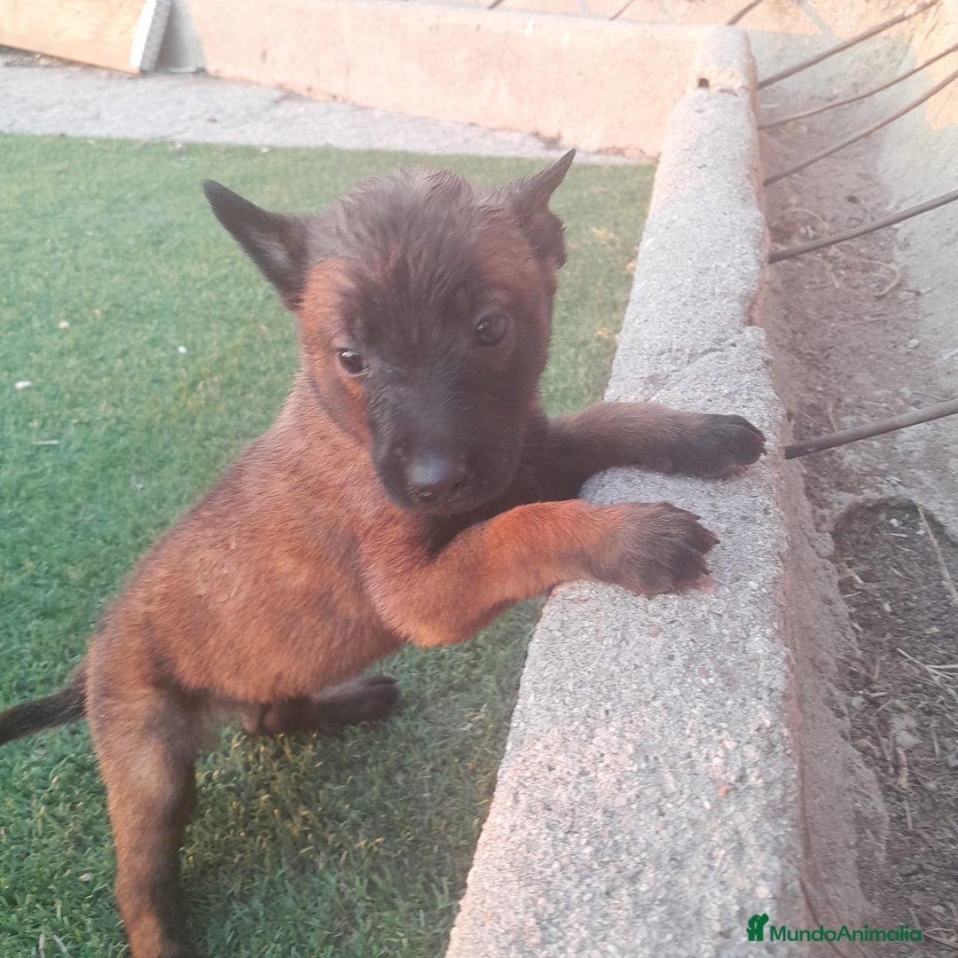 Pastor Belga Malinois perros en venta: PASTOR BELGA MALINOIS - Imagen 7