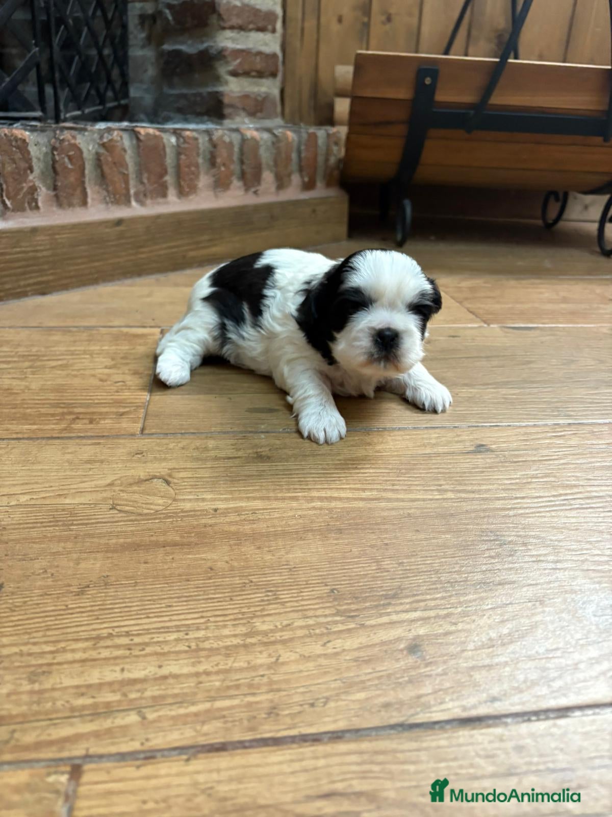 Shih Tzu perros Shitzu mini - Anuncio 8