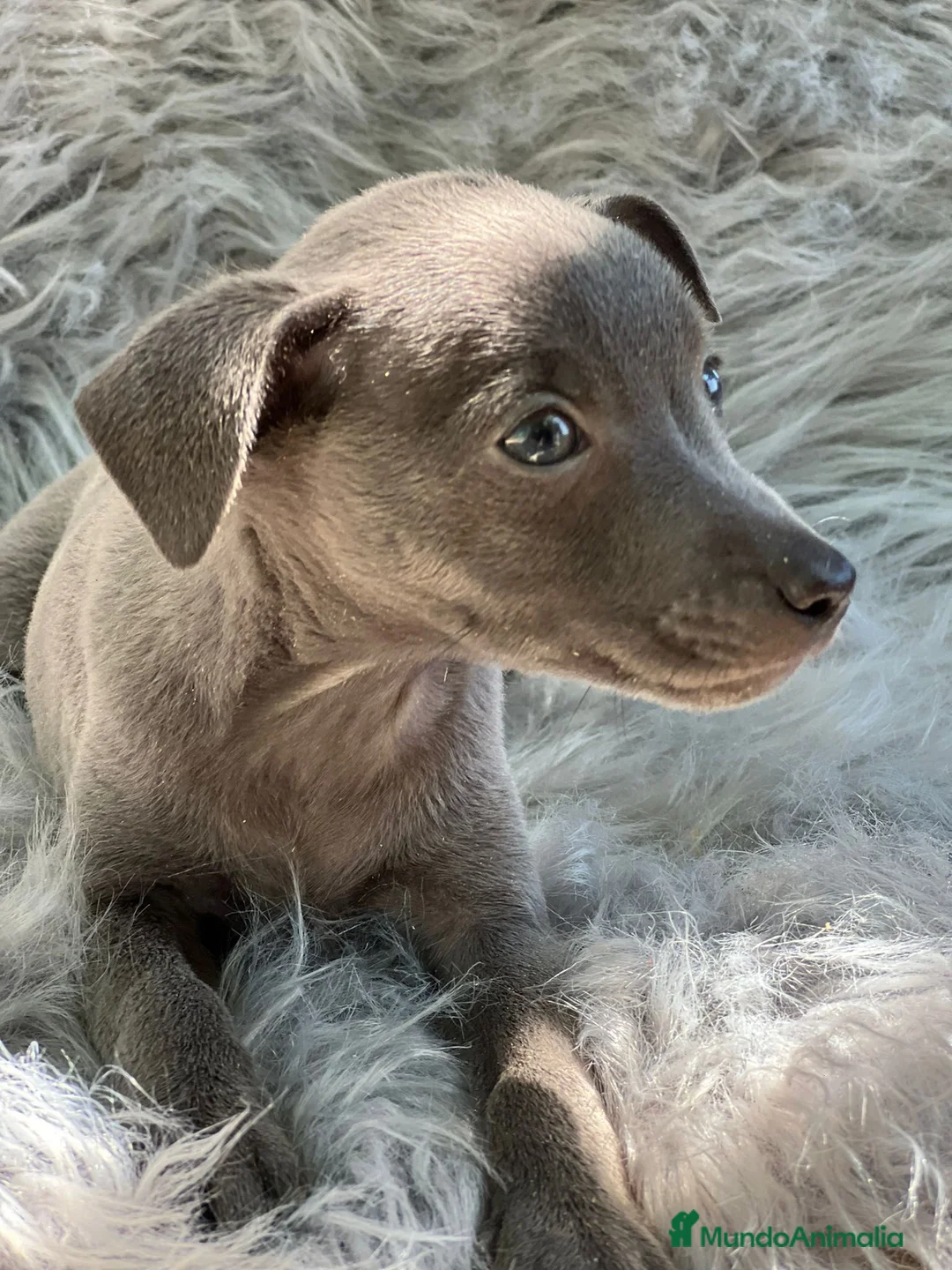 Pequeño Lebrel Italiano perros en venta: PEQUEÑO LEBREL ITALIANO MACHO BLUE en Barcelona - Anuncio 6