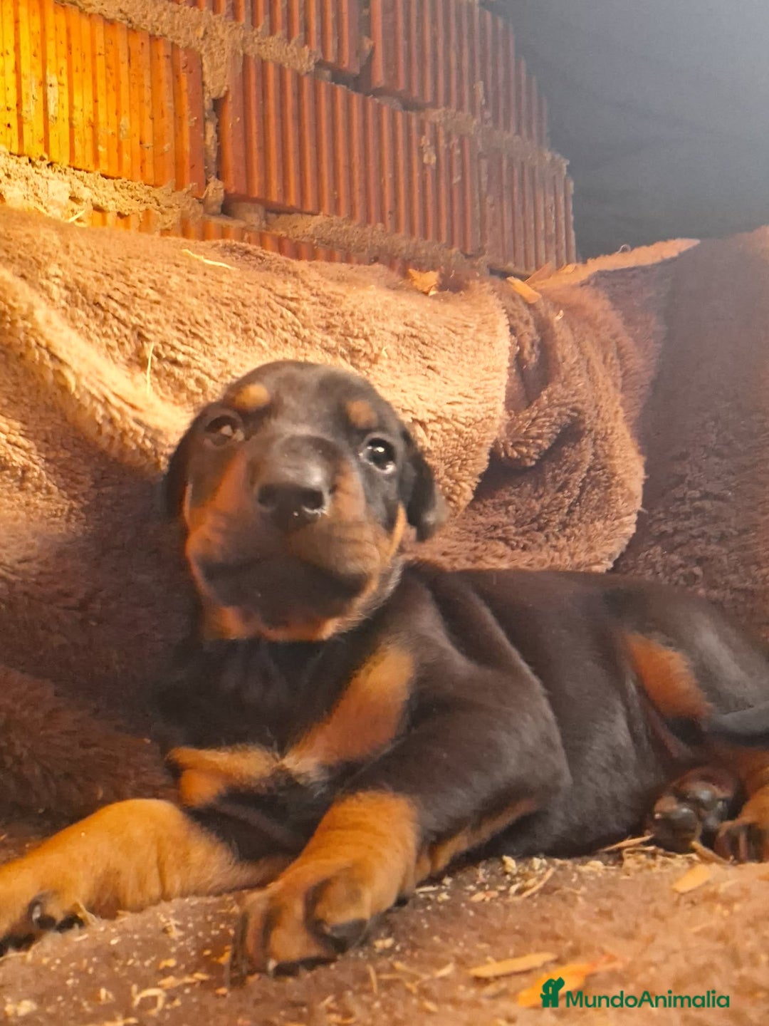 Dobermann perros en venta: Última hembra de Doberman negro / fuego!! - Anuncio 3