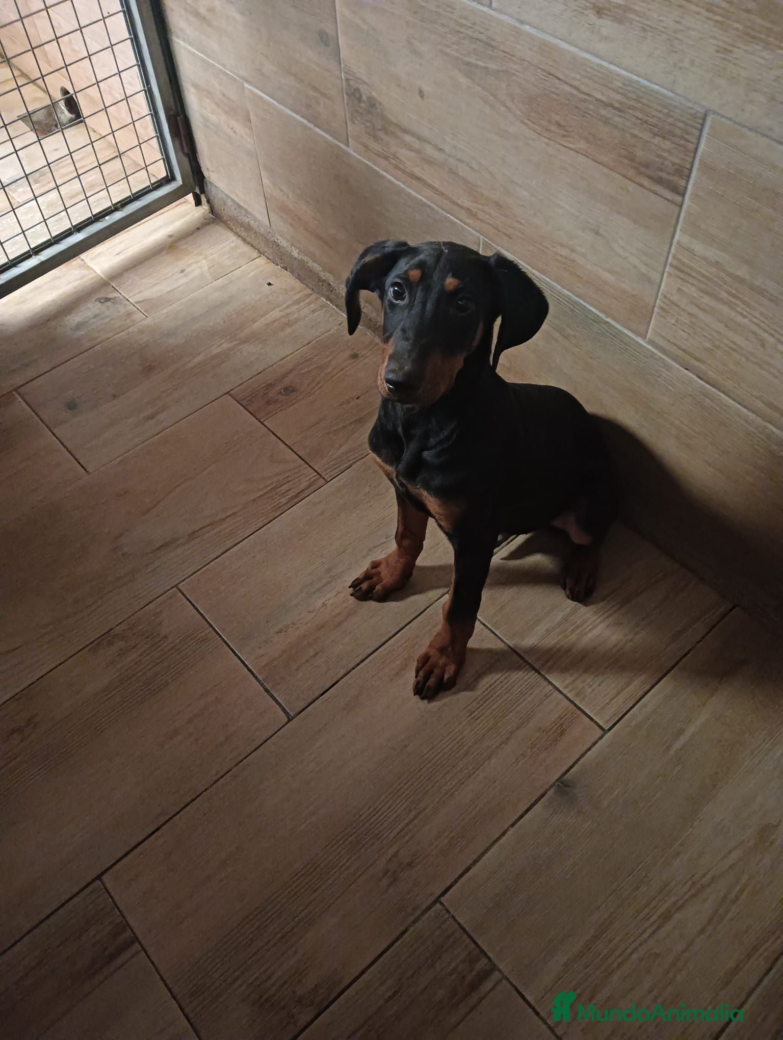 Dobermann perros Dobermann - Anuncio 3