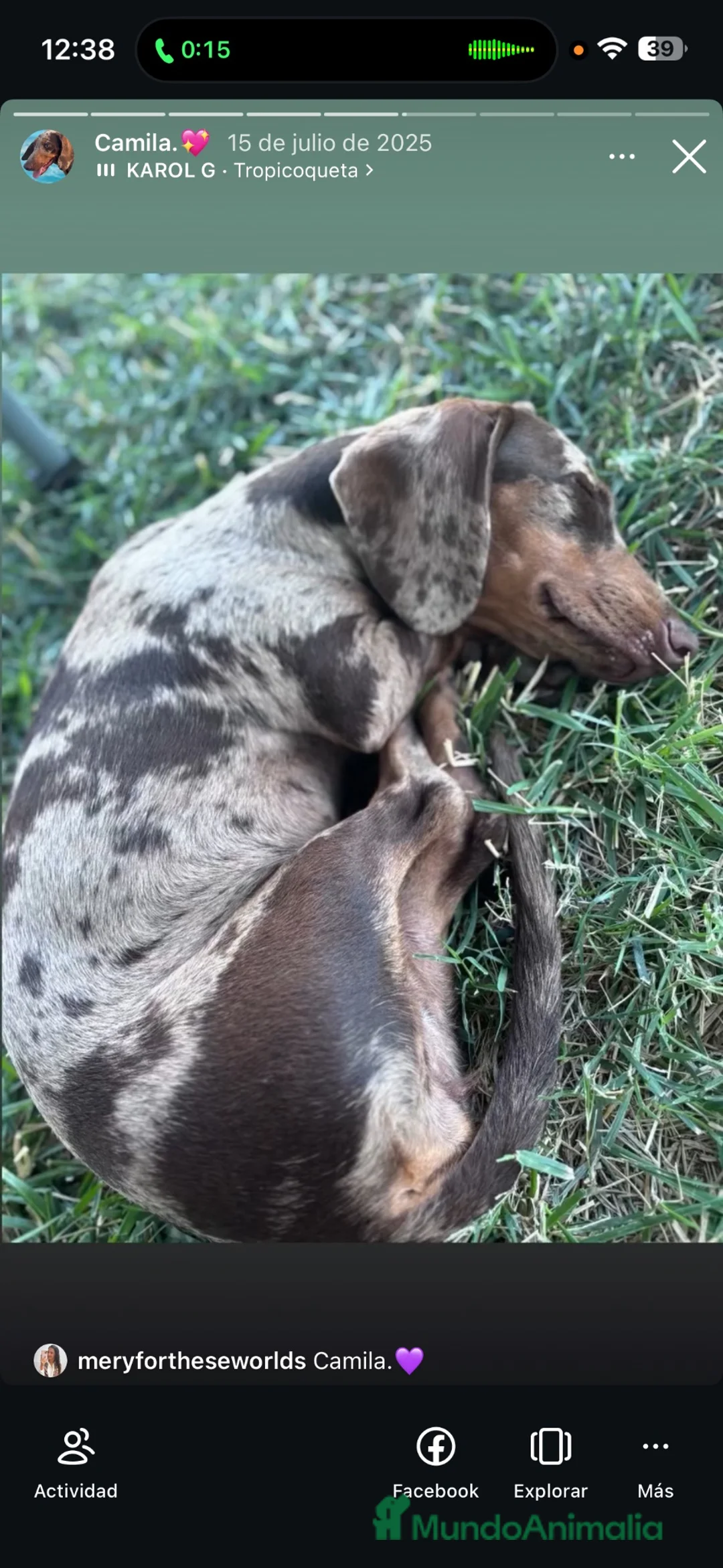 Teckel Miniatura perros en venta: Excelente camada de Teckel chocolate y arlequín  - Anuncio 6