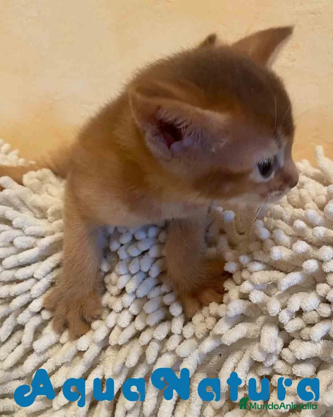 Abisinio gatos en venta:  Abisinio Hembra de Santa 1836 - AQUANATURA en Barcelona - Anuncio 5