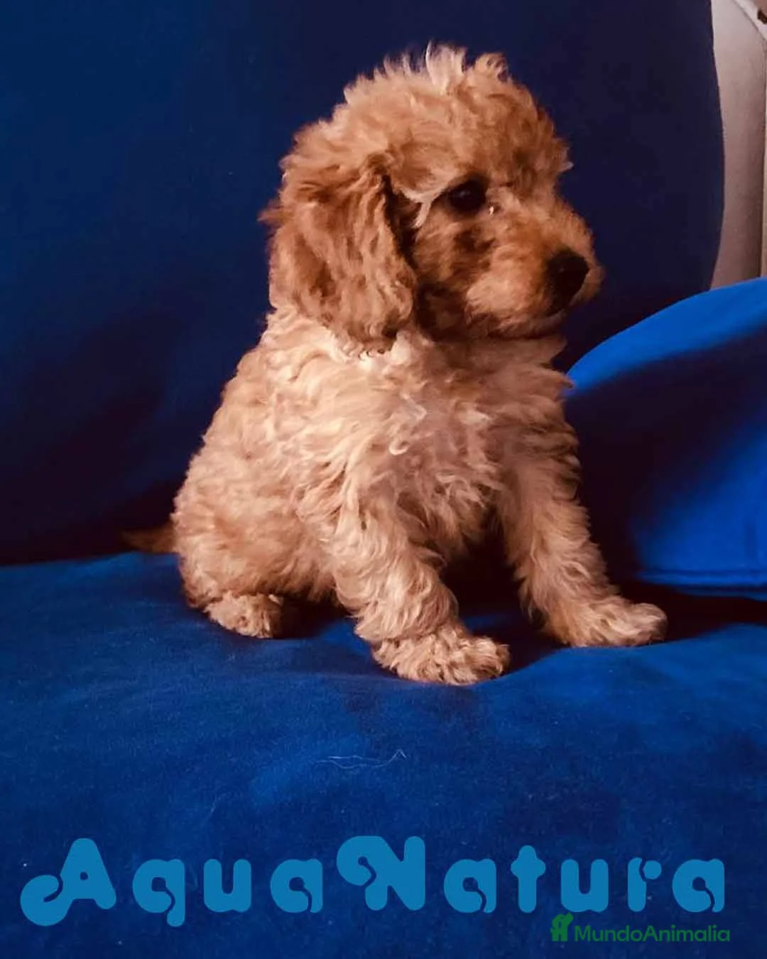 Caniche Toy perros en venta: Camada Caniches Barbie y Can - AQUANATURA en Barcelona - Anuncio 10