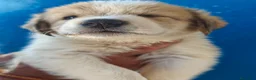 Mastín Español perros en venta: Mastin - Anuncio 2
