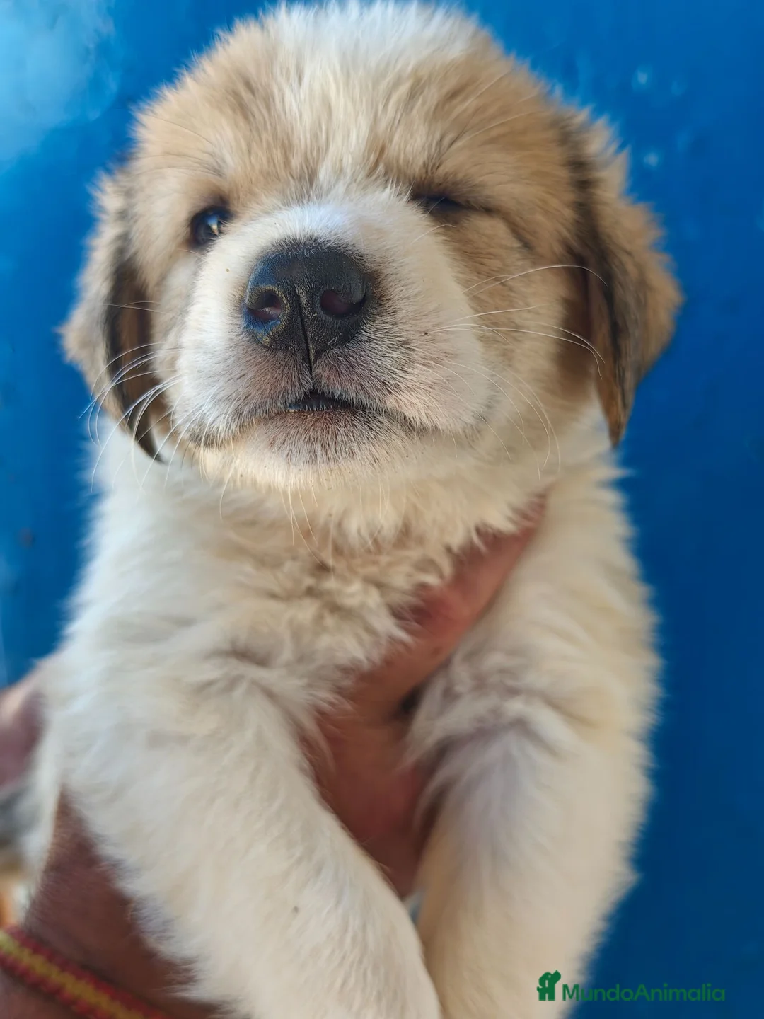 Mastín Español perros en venta: Mastin - Anuncio 2