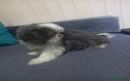 Shih Tzu perros en venta: Shih tzu  - Imagen 4