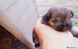 Schnauzer Miniatura perros en venta: Camada de Pepa Schnauzer - Imagen 8