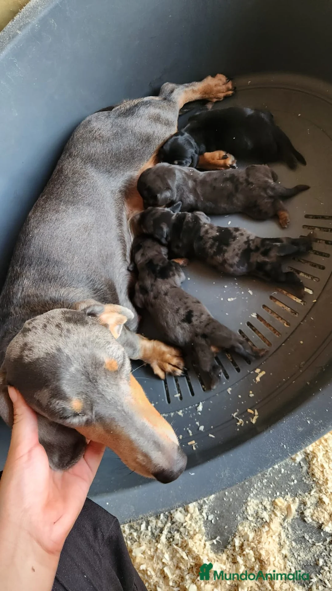 Teckel Miniatura perros en venta: Teckel miniatura  - Anuncio 12