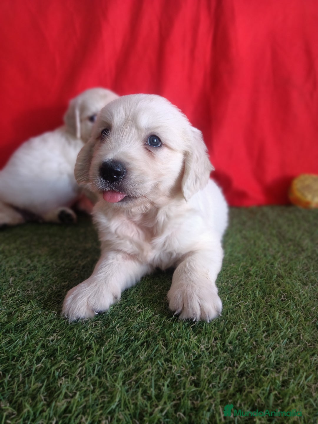 Golden Retriever perros en venta: GOLDEN RETRIEVER  - Imagen 6