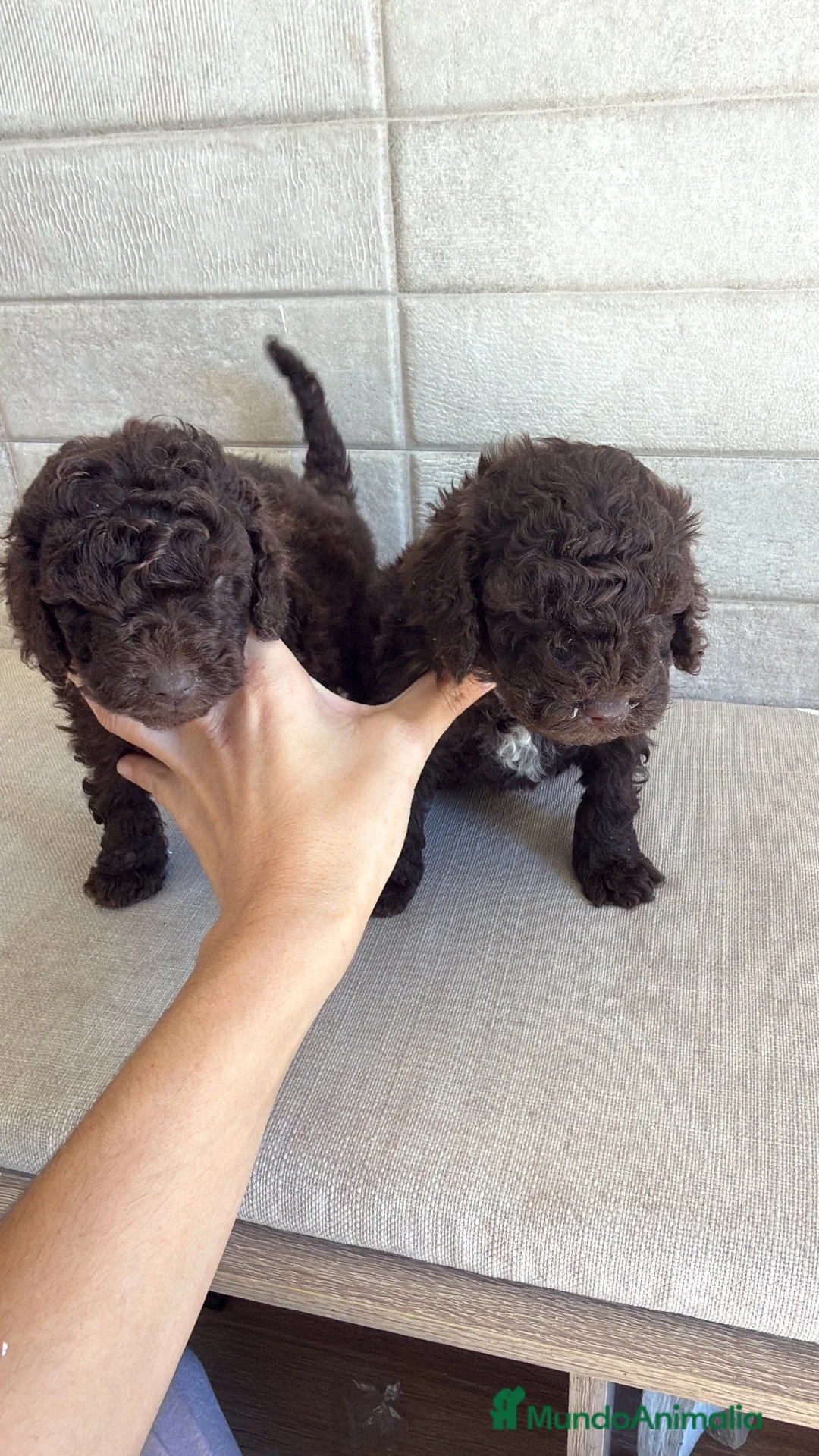 Caniche Toy perros en venta: Caniche enano chocolate  - Anuncio 2