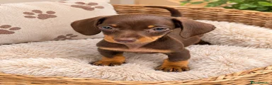 Teckel 1