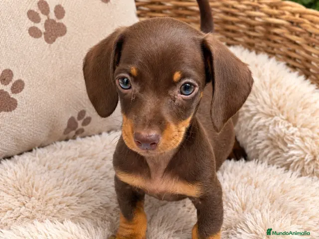 Teckel perros en venta: Cachorritos Teckel muy pequeños - Anuncio 2