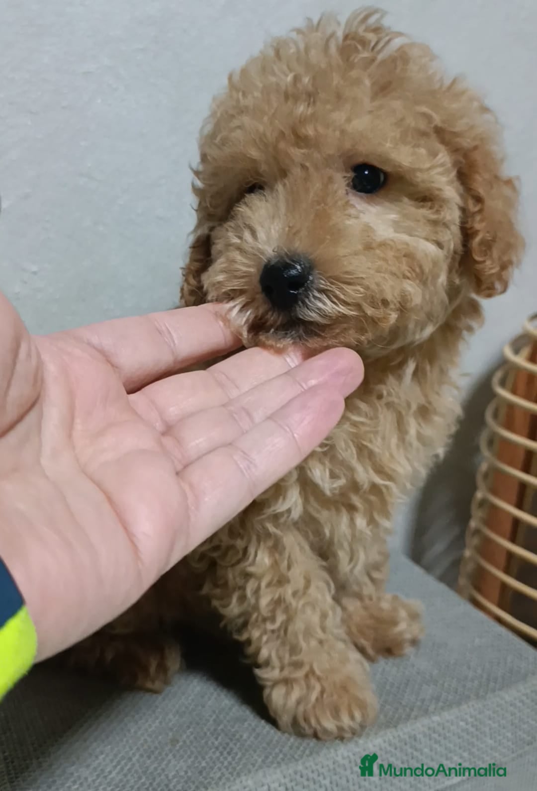 Caniche Toy perros Caniches toy rojitos  - Anuncio 1