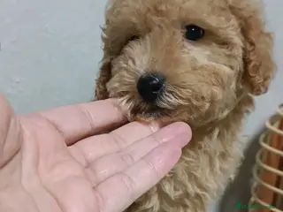 Caniche Toy perros Caniches toy rojitos - Anuncio 1