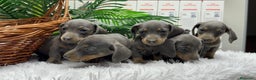 Teckel Miniatura perros en venta: TECKEL BLUE AND TAN - Anuncio 7