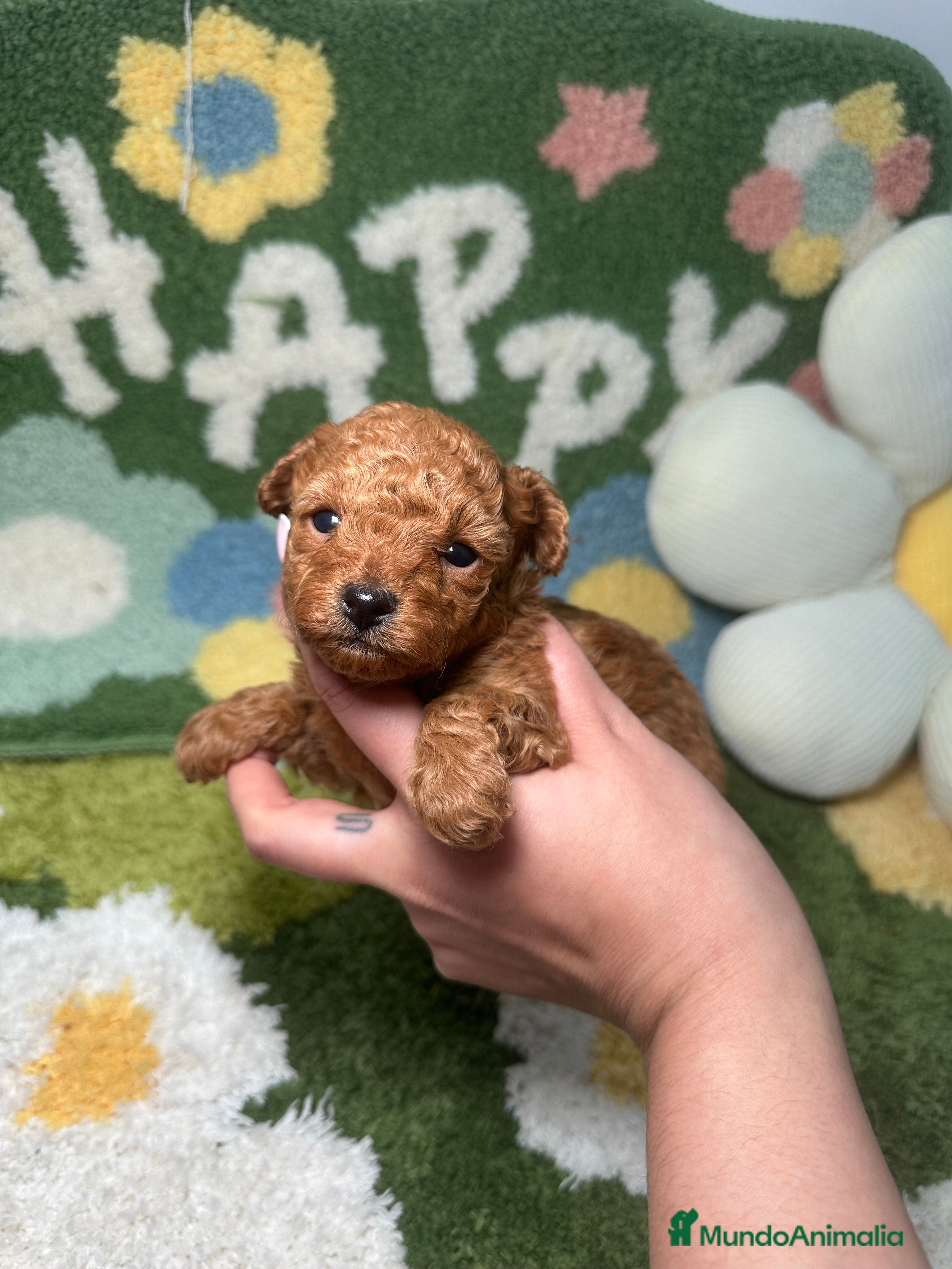 Caniche Toy perros Caniche Teacup - Anuncio 2