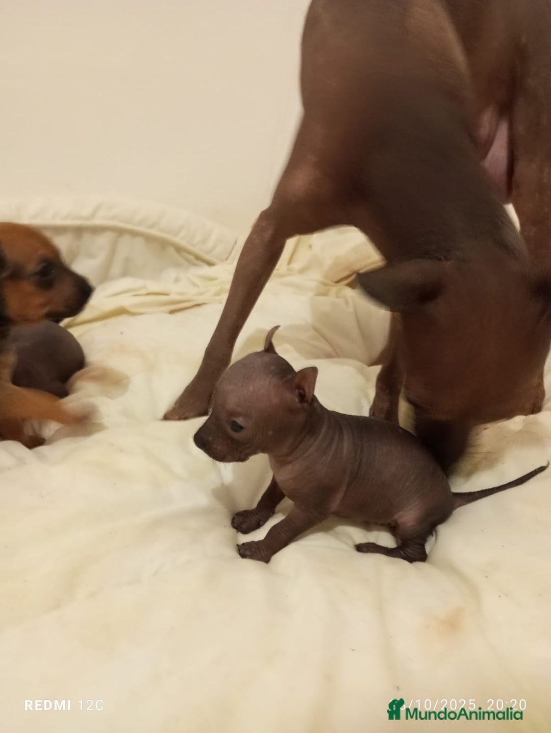 Xoloitzcuintle - Perro Sin Pelo Mexicano perros en venta: Xolo mexicano  - Imagen 1