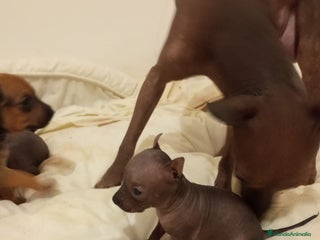 Xoloitzcuintle - Perro Sin Pelo Mexicano perros - Anuncio 1