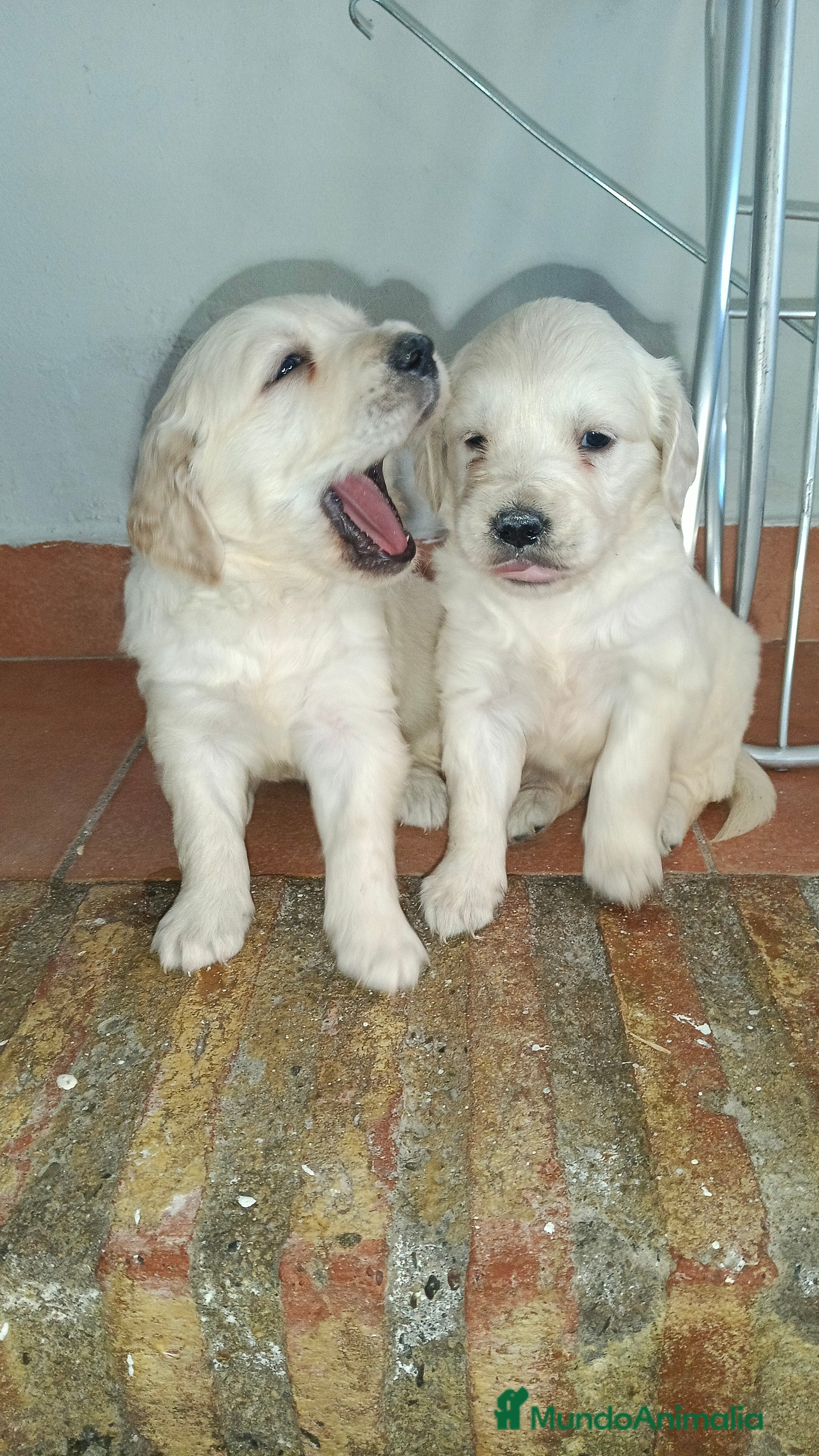 Golden Retriever perros Últimas cachorras disponibles  - Anuncio 20