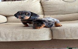 Teckel Miniatura perros en venta: Teckels kaninchen y miniatura  - Imagen 1