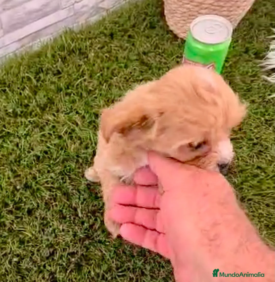 Maltipoo perros en venta: MALTIPOO - Anuncio 2