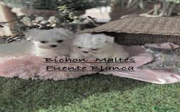 Bichón Maltés perros en venta: Bichon maltés Toy líneas Americana/coreana. - Imagen 4