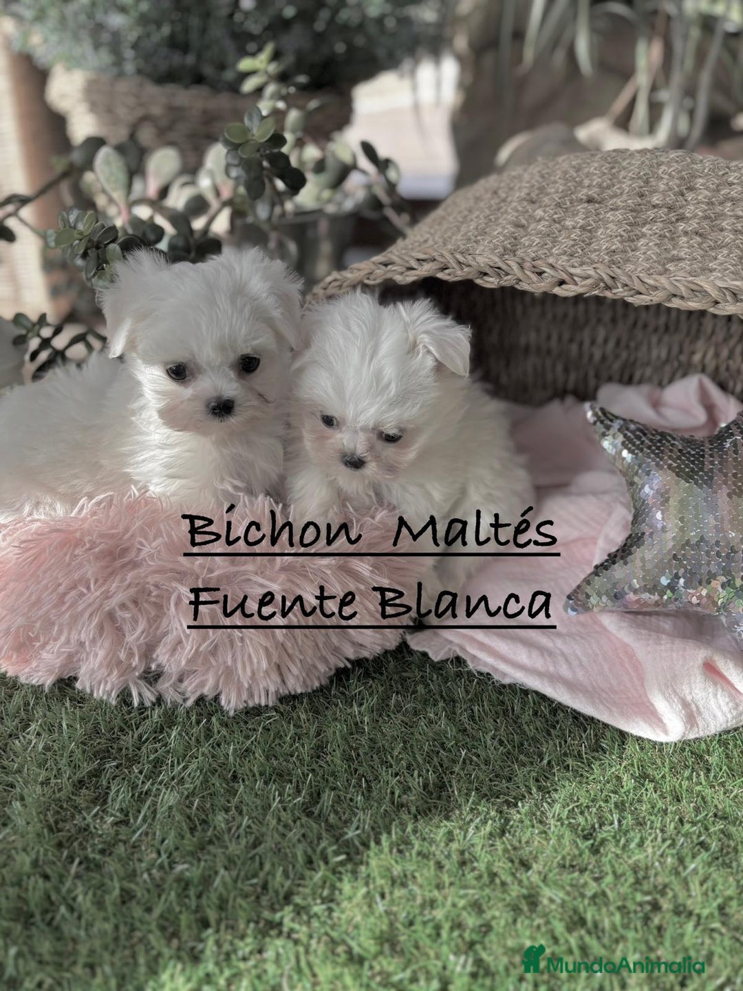 Bichón Maltés perros en venta: Bichon maltés Toy líneas Americana/coreana. - Imagen 4