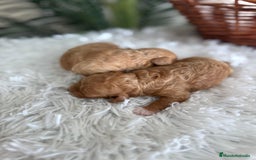 Caniche Toy perros en venta: CANICHE TOY HEMBRA - Imagen 11