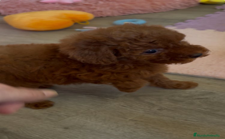 Caniche Enano perros - Propaganda 6