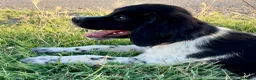 Épagneul Breton perros en venta: Epagneul bretón  - Anuncio 3