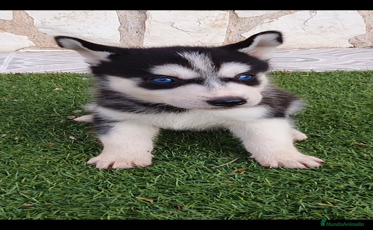 Husky Siberiano perros - Propaganda 1