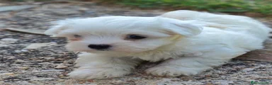 Bichón Maltés 1