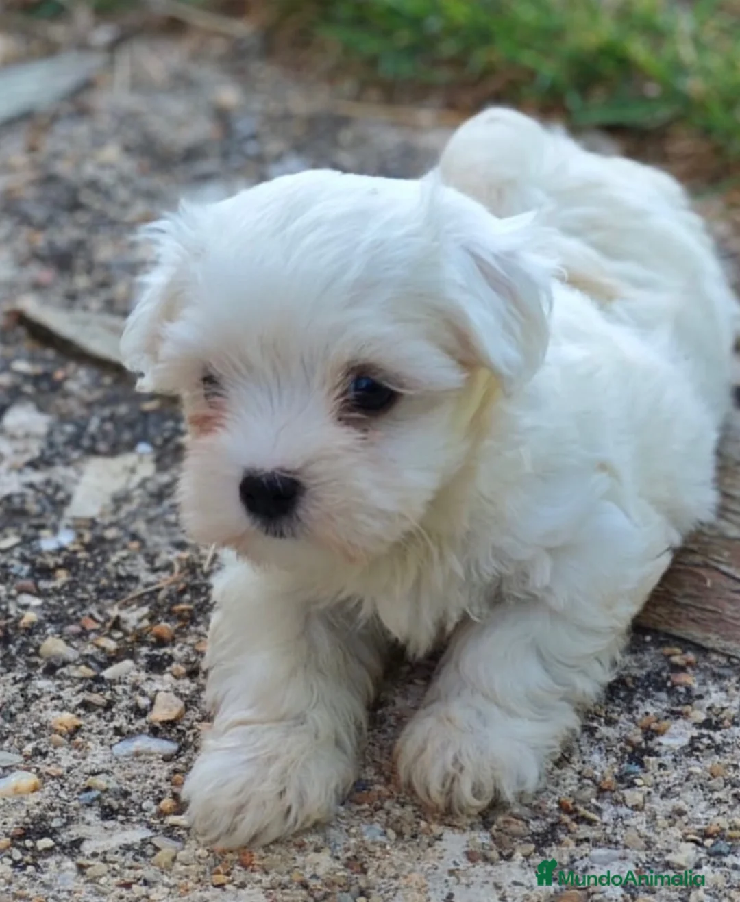 Bichón Maltés perros en venta: Bichon maltés macho - cachorro - Anuncio 2
