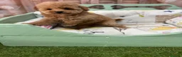Caniche Toy perros en venta: Caniche Toy Hembra fotos reales !!! - Anuncio 7