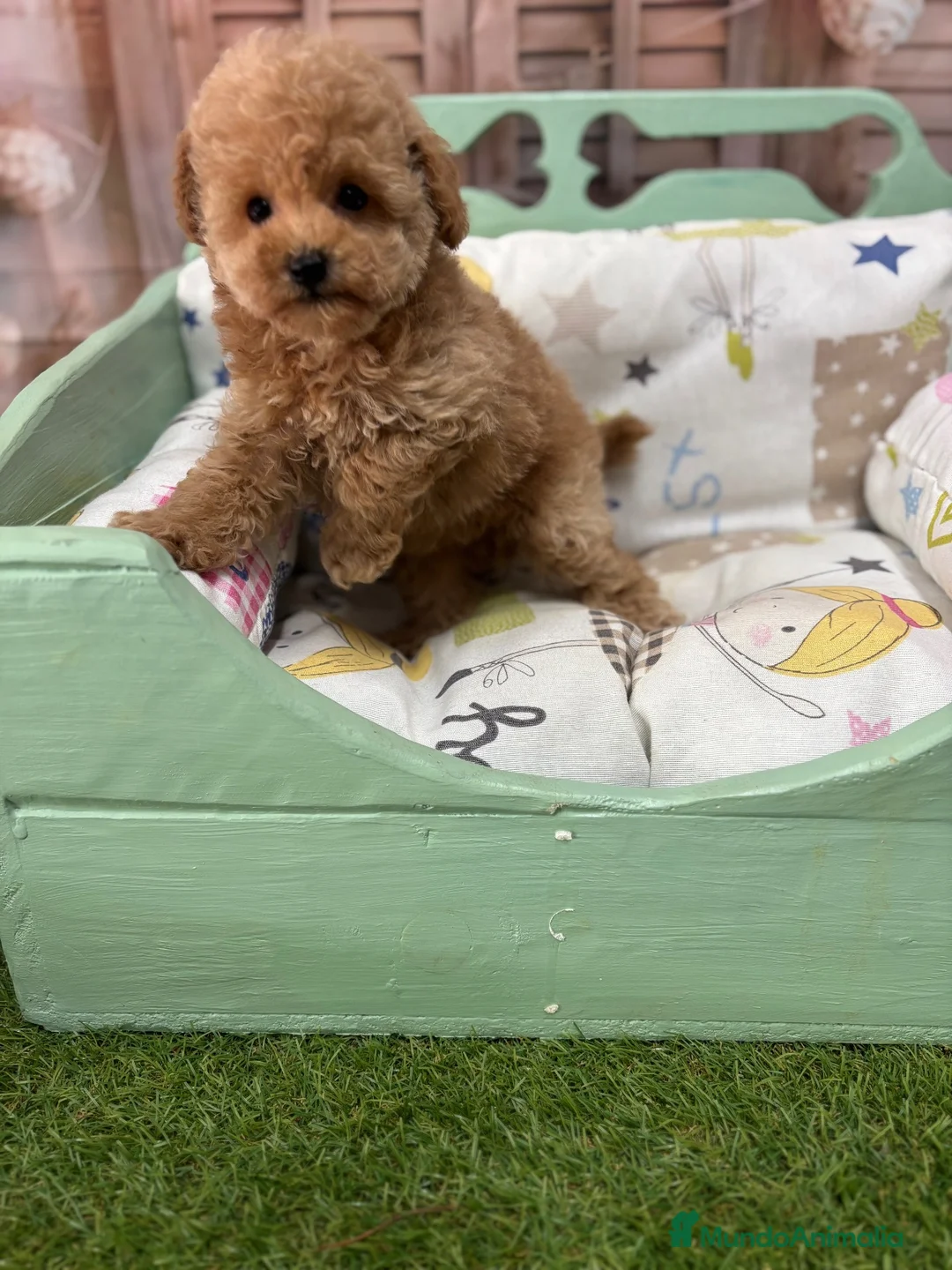 Caniche Toy perros en venta: Caniche Toy Hembra fotos reales !!! - Anuncio 7