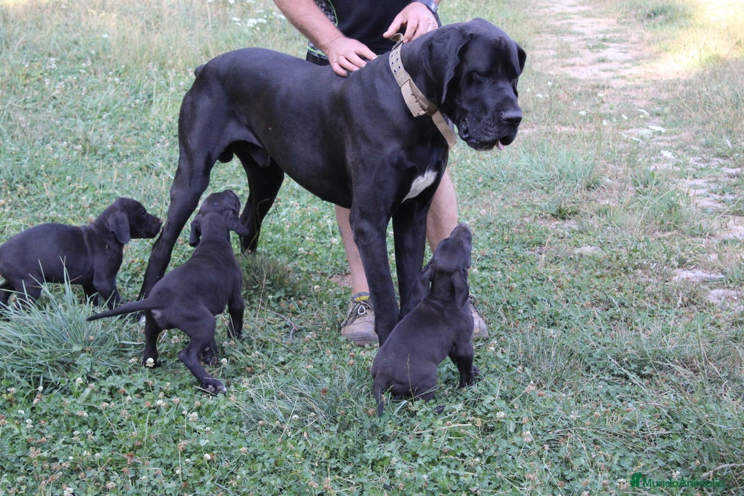 Dogo Alemán perros en venta: Dogo aleman / gran danés  - Imagen 8